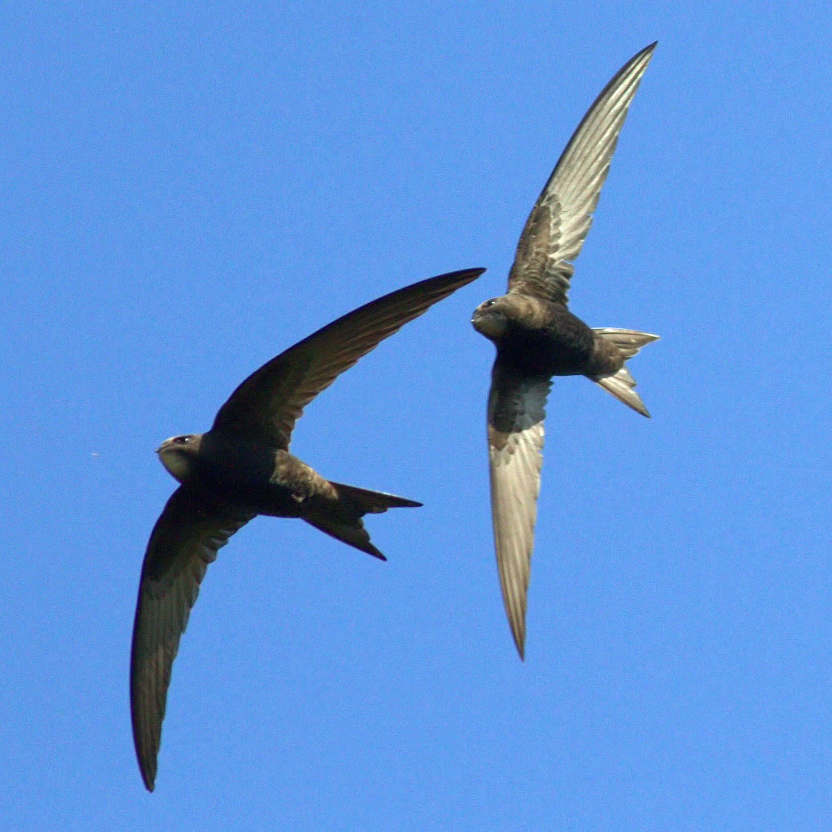 swift-suffolk-biodiversity-information-service